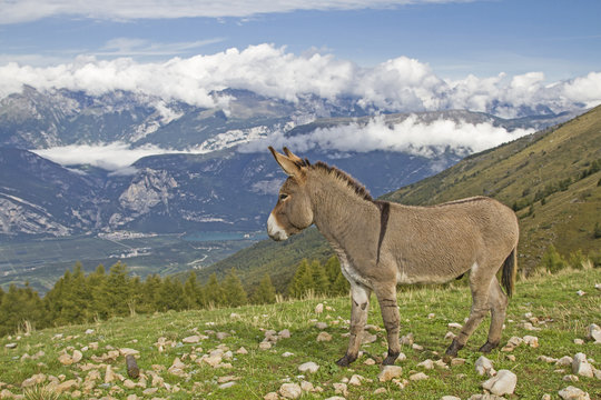 Esel auf einer Bergwiese im Trentino
