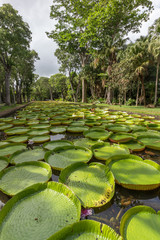 Fototapeta premium Giant Water Lily Pond
