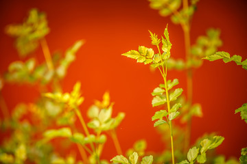 Green spring plants on red background. Nature view. Closeup