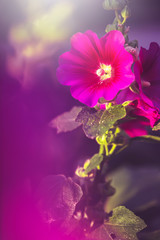 Big garden pink red flower. Summer