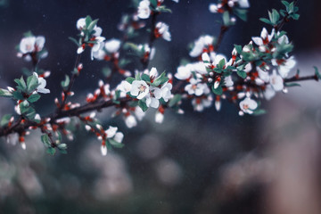 delicate fresh cherry flowers blossomed in spring and the may garden in soft focus during a warm rain