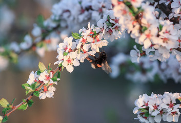 insect bumblebee collects nectar from cherry blossom branch in may spring garden
