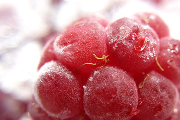 Raspberry in the snow frozen close-up