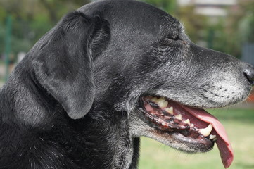 Labrador negro con canas en el hocico. Primer plano vista de perfil