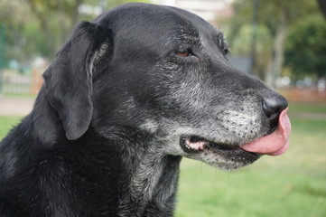 Labrador negro con canas en el hocico. Primer plano vista de perfil