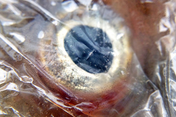 Bloody eye fish in close-up package