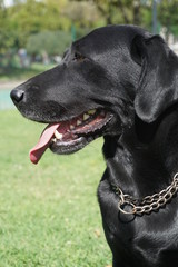 Labrador negro, primer plano vista de perfil, lengua afuera 