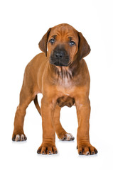 Stehender Rhodesian Ridgeback Welpe isoliert auf wei&szlig;em Hintergrund