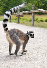 A Madagascar monkey of the maki catta lemur breed