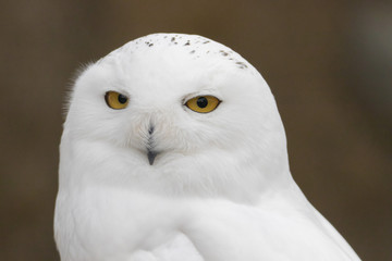 Snowy Owl Portrait