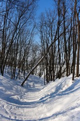 View of the winter snow-covered forest. A small ravine. The rays of the sun among the trees.
