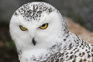 Snowy Owl Portrait