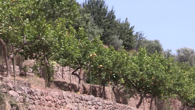 Lemon trees on Mallorca, Spain.