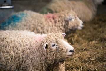 Pregnant ewe, devon and and cornwall long wool sheep, kept inside barn until she gives birth.