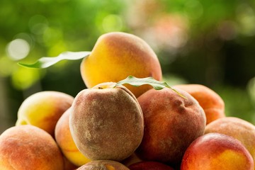 Fresh sweet Peaches
