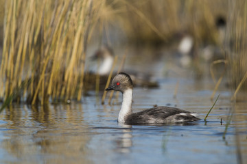 Silvery Grebe , Patagonia, Argentina