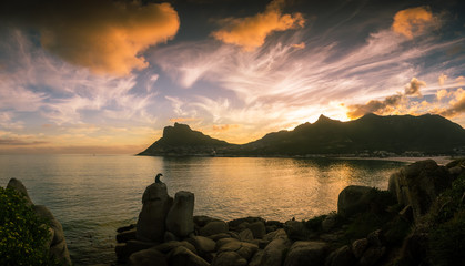 The setting sun lights up the clouds over the gleaming calm water of Hout Bay, South Africa.  The leopard watches from the rocks.