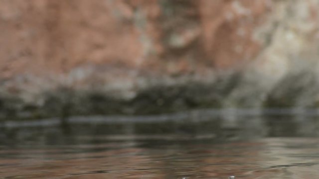 False gharial or Tomistoma submerging in a river - Tomistoma schlegelii