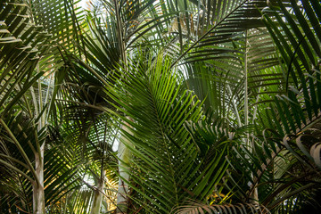 Brunches of palm tree. Green leaves background. Wallpaper with thin palm leaves.
