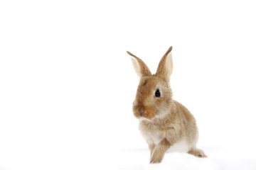 young domestic bunny, rabbit isolated on white background.
