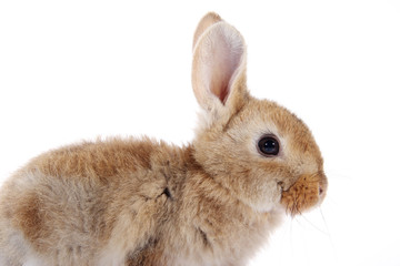 young domestic bunny, rabbit isolated on white background.
