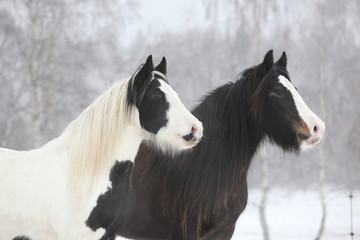 Two irish cobs in winter