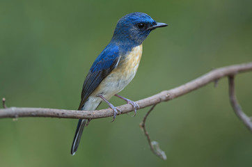 Blue-throated Blue Flycatcher