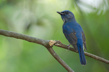 Obraz premium Blue-throated Blue Flycatcher