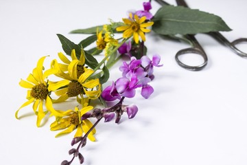 fresh flowers are cut away by garden scissors . Flowers on a white background