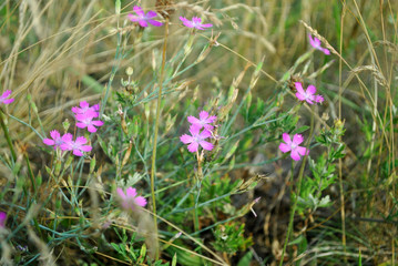 Dianthus deltoides (maiden pink) flowers on soft grass background bokeh