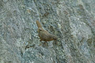 Limestone wren-babbler, Rufous Limestone-babbler