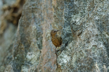 Limestone wren-babbler, Rufous Limestone-babbler