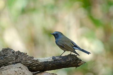 Rufous-gorgeted Flycatcher (Ficedula strophiata)