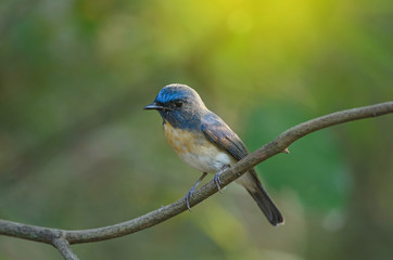 Blue-throated Blue Flycatcher
