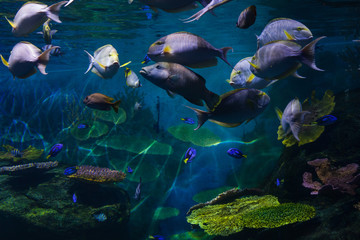 Exotic fishes swim among beautiful corals in an oceanarium. Undersea world.