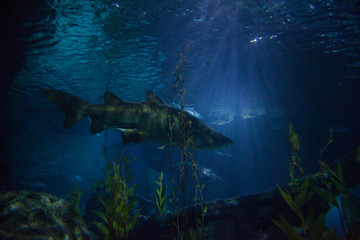 Sharks and small fish swimming in aquarium - deep blue shades. Undersea world
