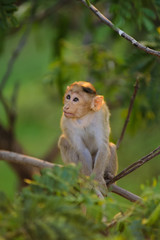 Fototapeta premium baby monkey sits on a green tree