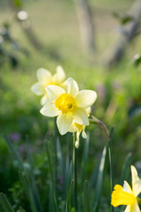 Obraz premium 黄ズイセン 