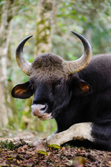 closeup portrait of Gaur bull sits in the jungle