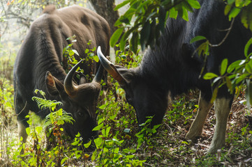 two wild Gaur bulls eating in the jungle