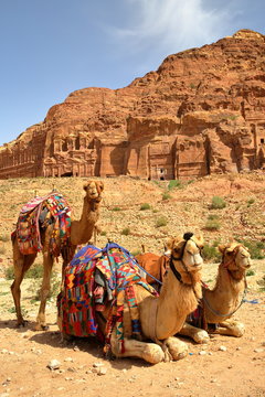 Portrait of camels with the Royal Tombs in the background, Petra, Jordan, Middle East