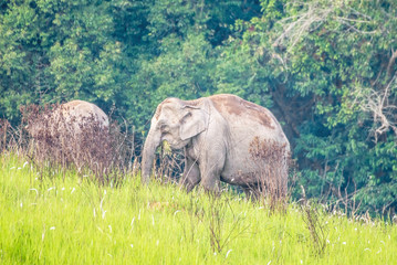 Young elephants eating grass at Khao Yai National Park, Thailand