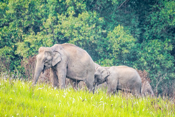 Elephants eating grass at Khao Yai National Park, Thailand