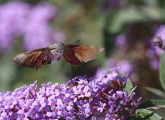 moro sphinx