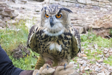The hand holds a large beautiful owl bird.
