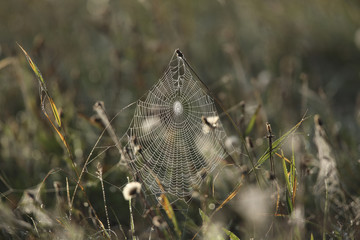 toile d'araignées