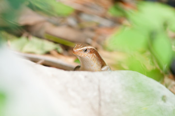 Asian iguana in Thailand.