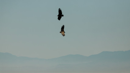 Eurasian Griffon Vulture