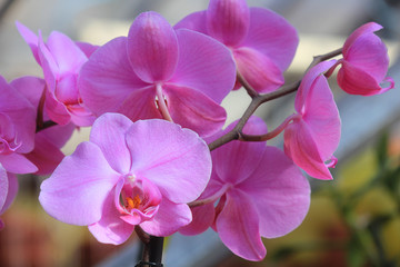 lilium orchids in the garden