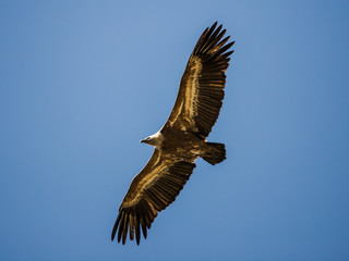 Eurasian Griffon Vulture